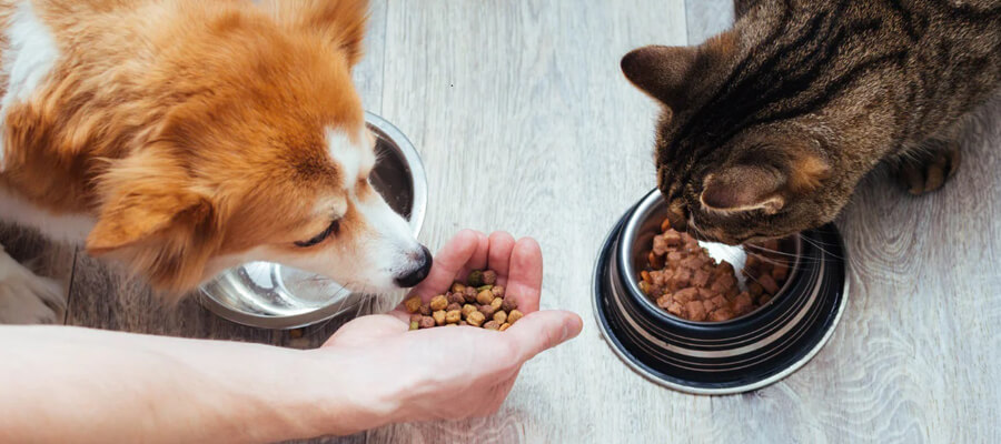 The Best Supplements for Dog Health: A Guide for Pet Owners